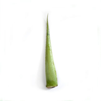 Aloe Vera - 24ct case