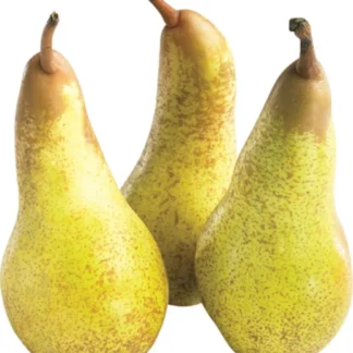 Pears - Abate ea
