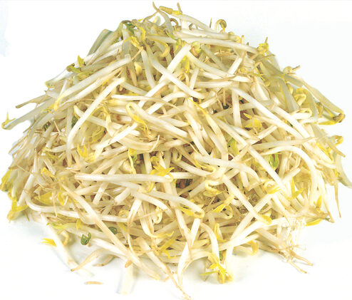 Bean Sprouts - 10lb