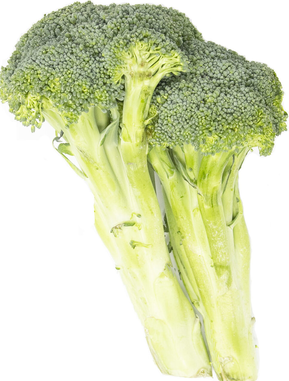 Broccoli - 18ct