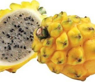 Dragon Fruit - Yellow ea