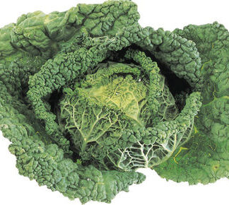 Cabbage - Savoy 40lb