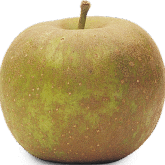 Apples - Russet ea
